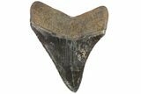 Serrated, Fossil Megalodon Tooth - Georgia #84171-1